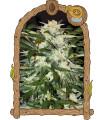 Monster Mash Auto