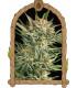 Russian Automatic (Exotic Seed)