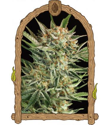 Russian Automatic (Exotic Seed)