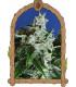 Sir Jack Auto (Exotic Seed)