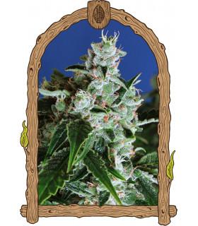 Sir Jack Auto (Exotic Seed)