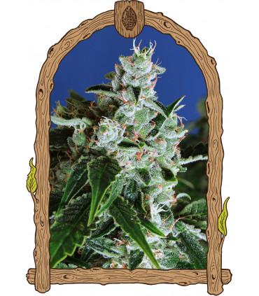 Sir Jack Auto (Exotic Seed)