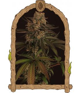 Exotic Colours (Exotic Seed)