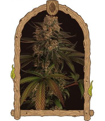 Exotic Colours (Exotic Seed)