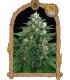 Exotic Thai (Exotic Seed)
