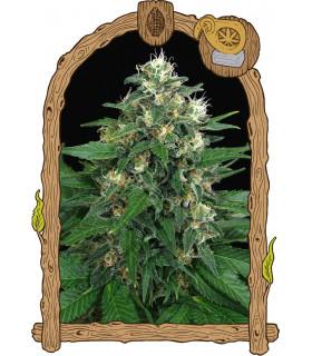 Exotic Thai (Exotic Seed)