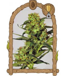 Spicy Bitch (Exotic Seed)