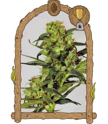 Spicy Bitch (Exotic Seed)