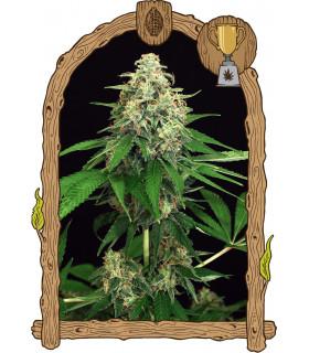 Mango Cream (Exotic Seed)