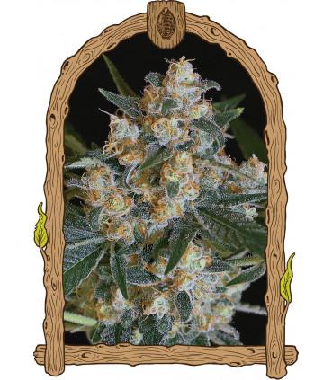 Lemon Candy (Exotic Seed)