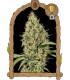 Gypsy Widow (Exotic Seed)