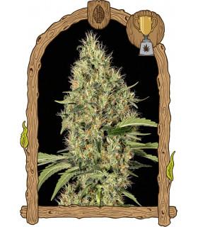 Gypsy Widow (Exotic Seed)