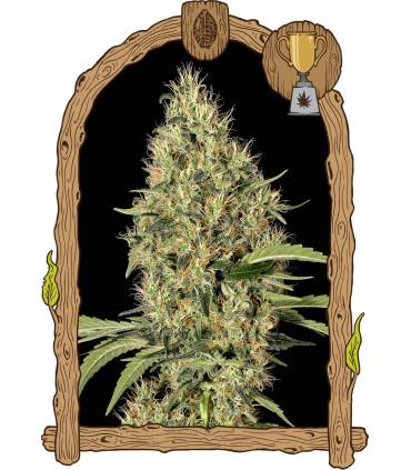 Gypsy Widow (Exotic Seed)