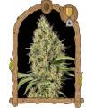 Gypsy Widow