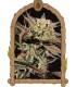 Amnesia 7 (Exotic Seed)