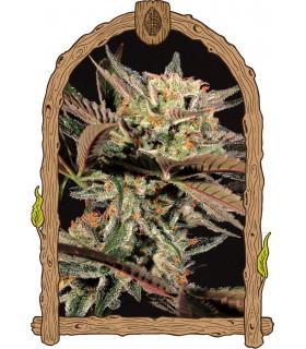 Amnesia 7 (Exotic Seed)