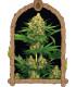 Tangerine Kush (Exotic Seed)
