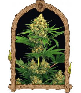 Tangerine Kush (Exotic Seed)