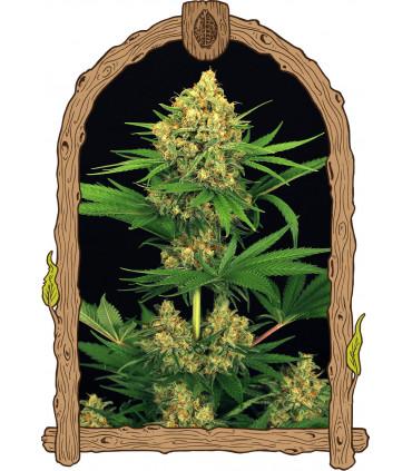 Tangerine Kush (Exotic Seed)