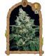 Sir Jack (Exotic Seed)