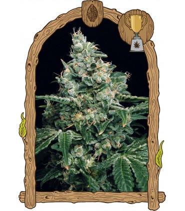 Sir Jack (Exotic Seed)