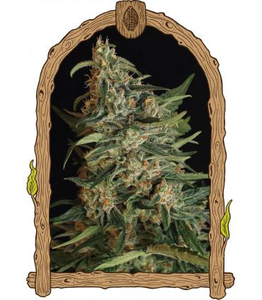 Green Gummy (Exotic Seed)