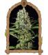 Quick Mass (Exotic Seed)