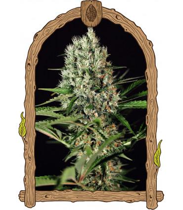 Quick Mass (Exotic Seed)