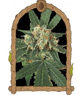Blue Monkey (Exotic Seed)