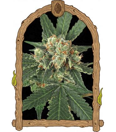 Blue Monkey (Exotic Seed)