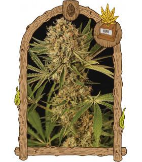 Herz OG (Exotic Seed)