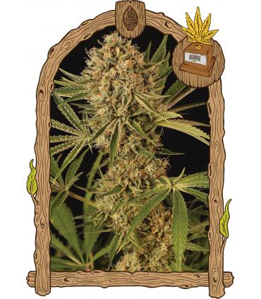 Herz OG (Exotic Seed)