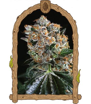 Malasaña Cookies (Exotic Seed)