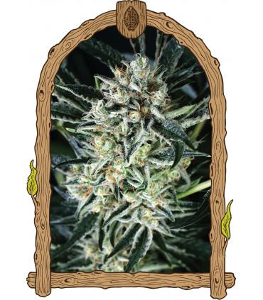 Jelly Bananen (Exotic Seed)