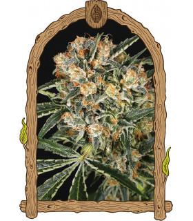 Hippie Therapy CBD (Exotic Seed)