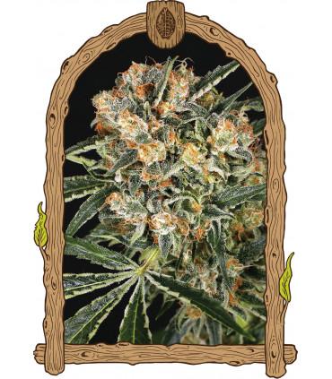 Hippie Therapy CBD (Exotic Seed)