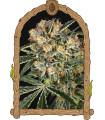 Hippie Therapy CBD