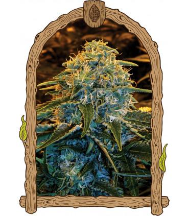 Z & Z (Exotic Seed)
