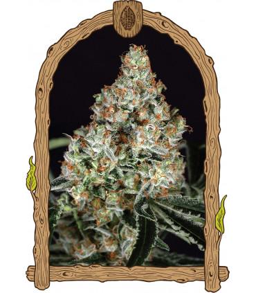 Zkittalicious (Exotic Seed)