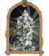 Medxotic Pure CBD (Exotic Seed)