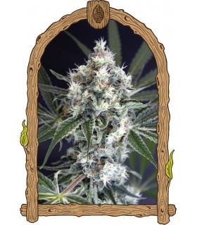Medxotic Pure CBD (Exotic Seed)