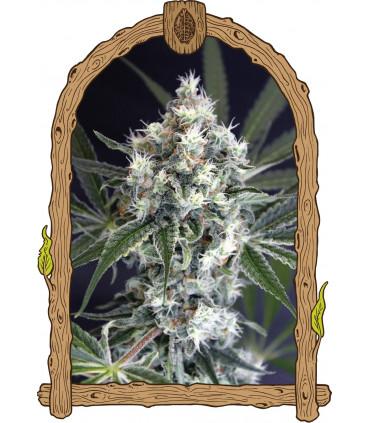 Medxotic Pure CBD (Exotic Seed)