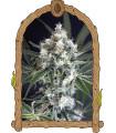 Medxotic Pure CBD