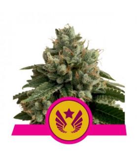Legendary Punch (Royal Queen Seeds)