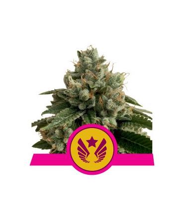 Legendary Punch (Royal Queen Seeds)