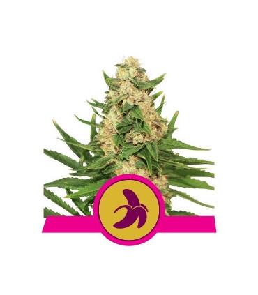 Fat Banana (Royal Queen Seeds)