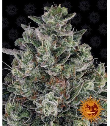 Glookies (Barney's Farm)