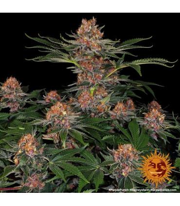 Purple Punch (Barney's Farm)