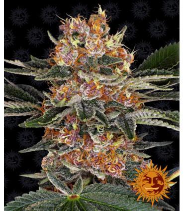 Purple Punch (Barney's Farm)