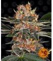 Purple Punch
